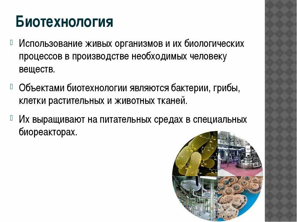 Биотехнологии 8 класс. Биотехнология продуктов. Бактерии в биотехнологии. Биотехнология микроорганизмов. Применение биотехнологий.