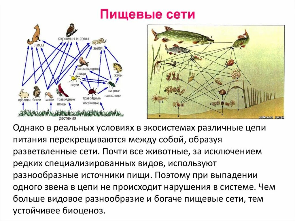 Цепь питания 9 класс