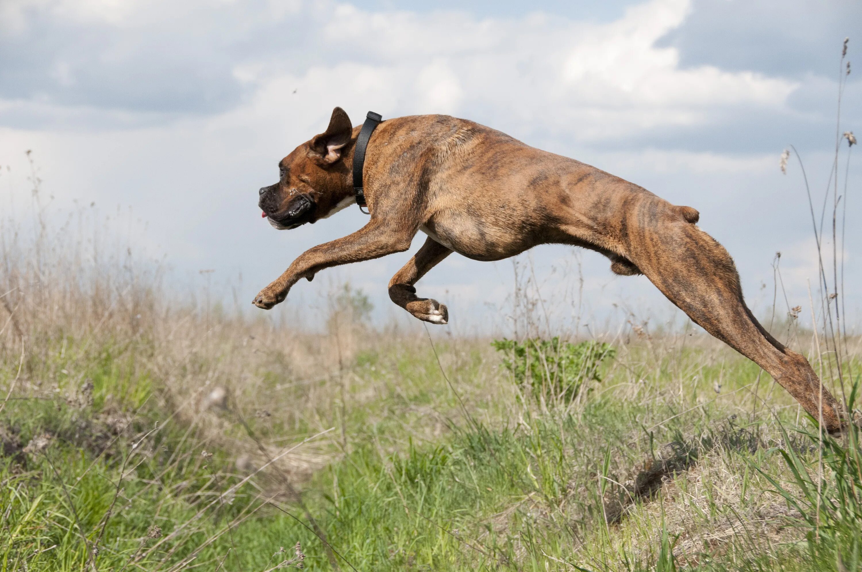 Собака прыгает. Собака убегает. Животные в прыжке. Собака в движении. Run like dog