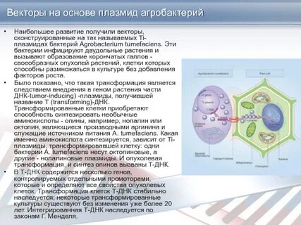 Введение плазмид в бактериальные клетки