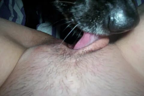 Dog Licking Pussy Porno.