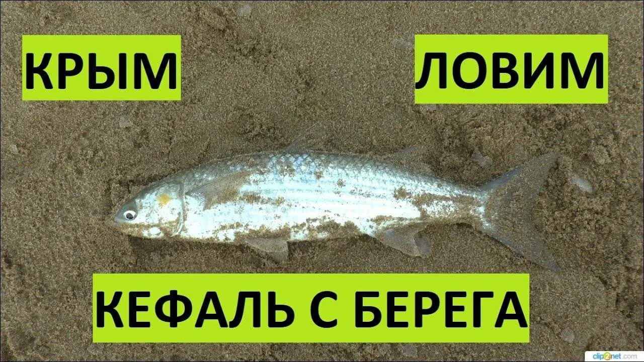 Ловля кефали в море. Насадки кефалей. Ловля кефали в Крыму с берега. Снасть на кефаль. Оснастка на кефаль в черном.