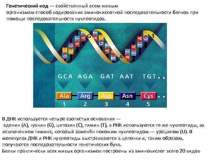 Генетический код. Универсальность генетического кода. Для генетического кода характерны. Генетический код всего живого.