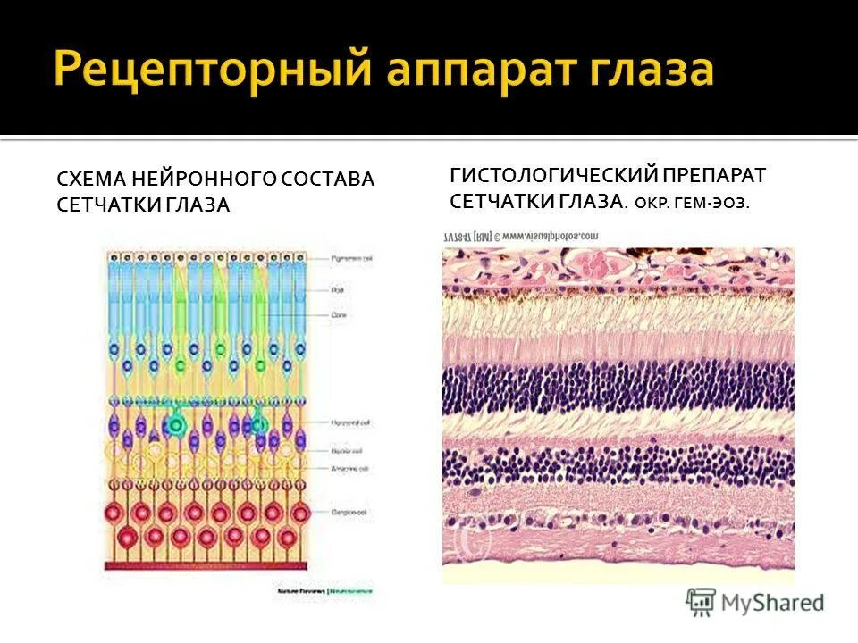 строение глаза анатомия. строение рецепторного аппарата сетчатки. рецепторы аппарат глаза. палочки и колбочки сетчатки строение. функциональные аппараты глазного яблока светопреломляющие.