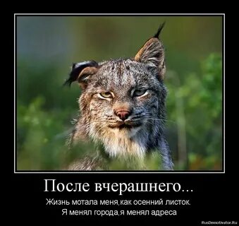 Привет с большого бодуна слова