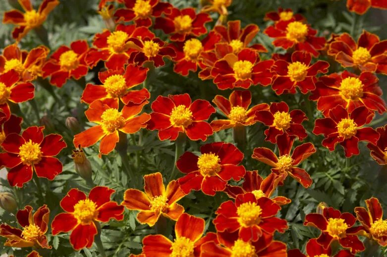 Однолетние цветы для сада. Однолетники двулетники многолетники. Остеоспермум акила фиолетовый. Цветы мезембриантемум. Однолетник цинния.