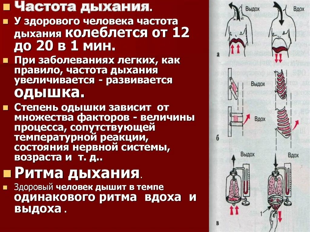 Частота дыхания взрослого человека составляет. Частота дыхательных движений в норме. Частота дыхания здорового человека. Частота дыхательных движений у взрослого человека. Число дыхательных движений в минуту в норме у взрослых.