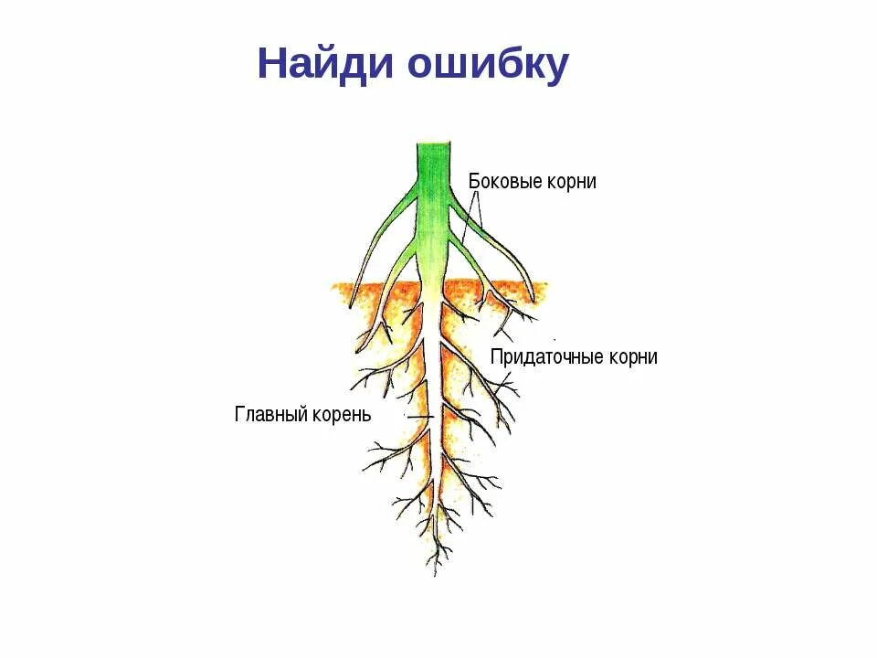 Корень это какой орган растения. Внешнее строение корня схема. Из чего состоит строение корня. Корень схема биология. Схема внутреннего строения корня.