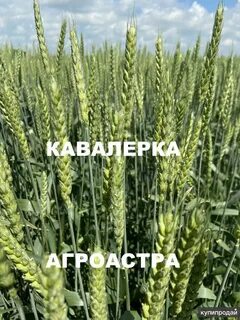 42 зерна