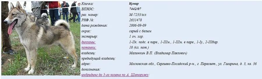 Вес щенка русско европейской лайки 4 месяца. Вес щенка русско европейской лайки в 5 месяцев. Вес западно сибирской лайки по месяцам. Щенок лайки 2 месяца вес. Лайка вес щенка.