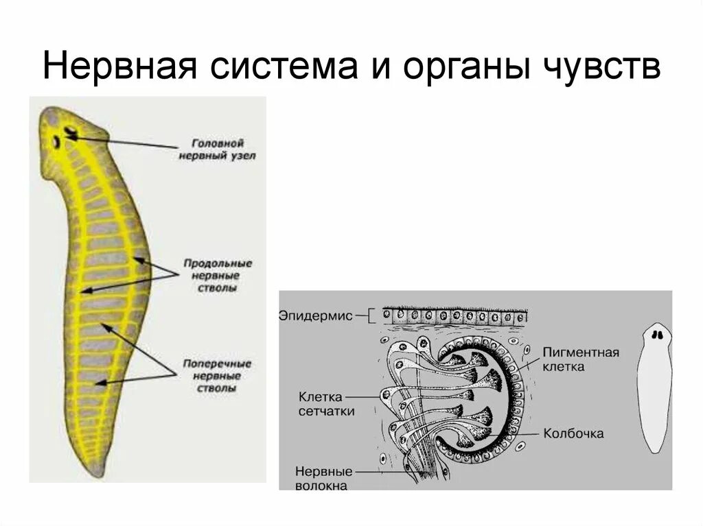 Система органов плоских червей нервная система. Нервная система органов плоских червей. Нервная система плоских червей Тип. Тип плоские черви органы чувств.