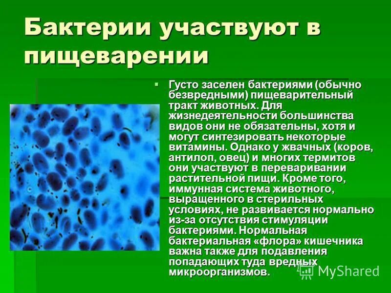 Роль бактерий в пищеварении человека. Микроорганизмы участвуют в пищеварении. Бактерии в пищеварительной системе. Бактерии принимают участие в переваривании в.