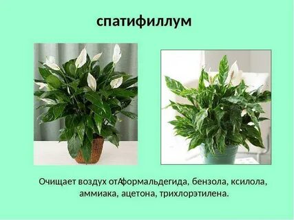 Растения очищают