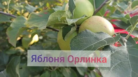 Яблоня орлинка описание