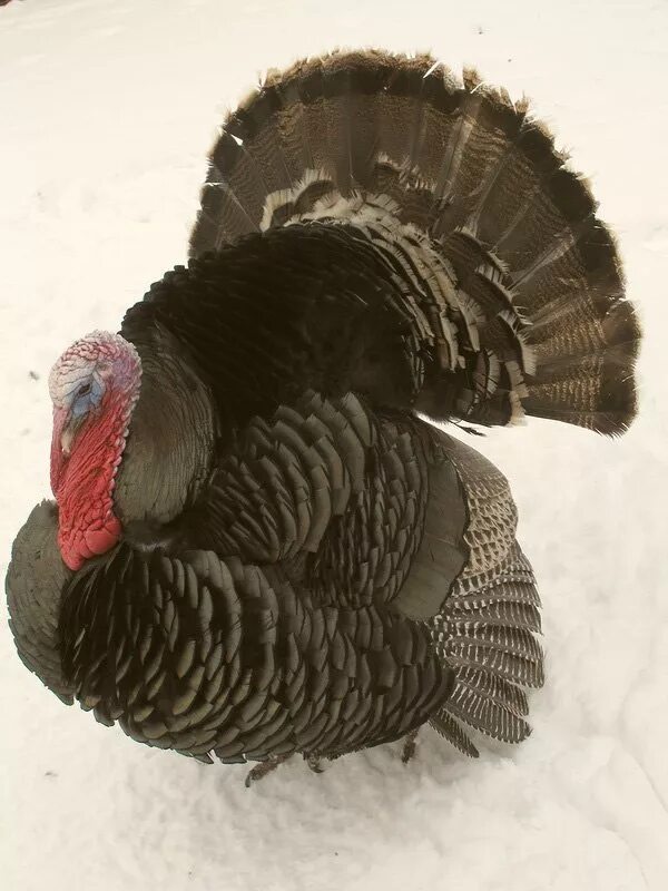 Индюки порода северокавказская бронза. Индюк бронзовый широкогрудый. Индюшка бронзовая широкогрудая. Индюки породы бронзовые. Индюк бронзовый широкогрудый.