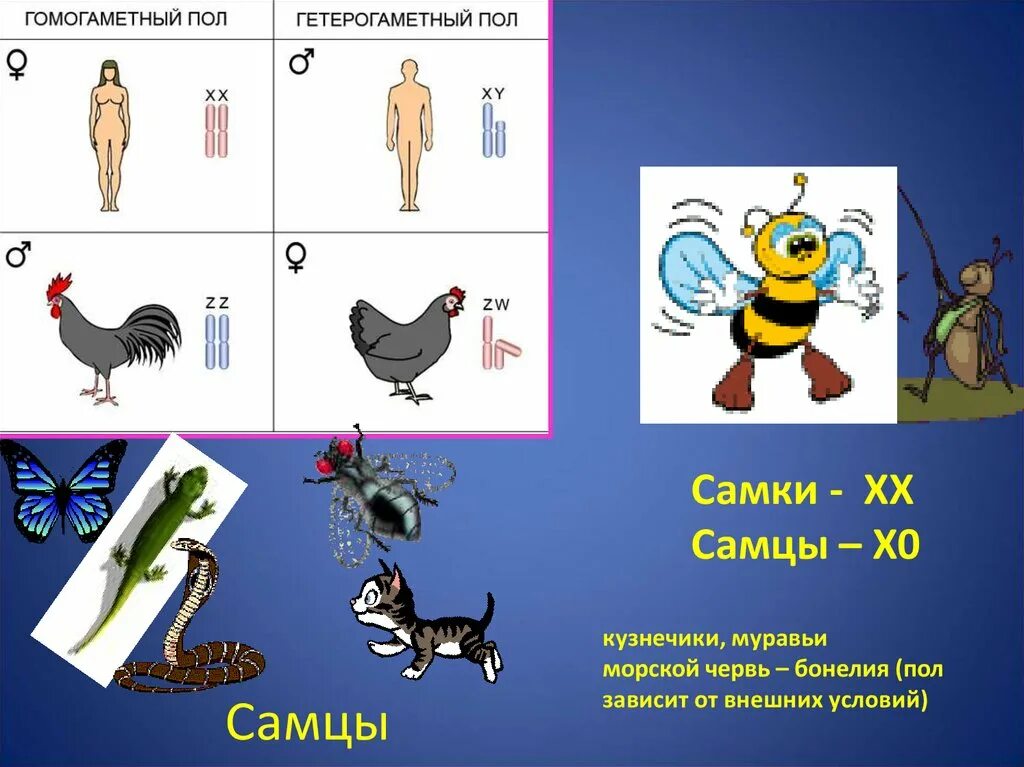 Гомогаметный и гетерогаметный пол. Гетерогаметный мужской пол. Женский пол гетерогаметный, мужской пол гомогаметный. Гетерогаметные самки.