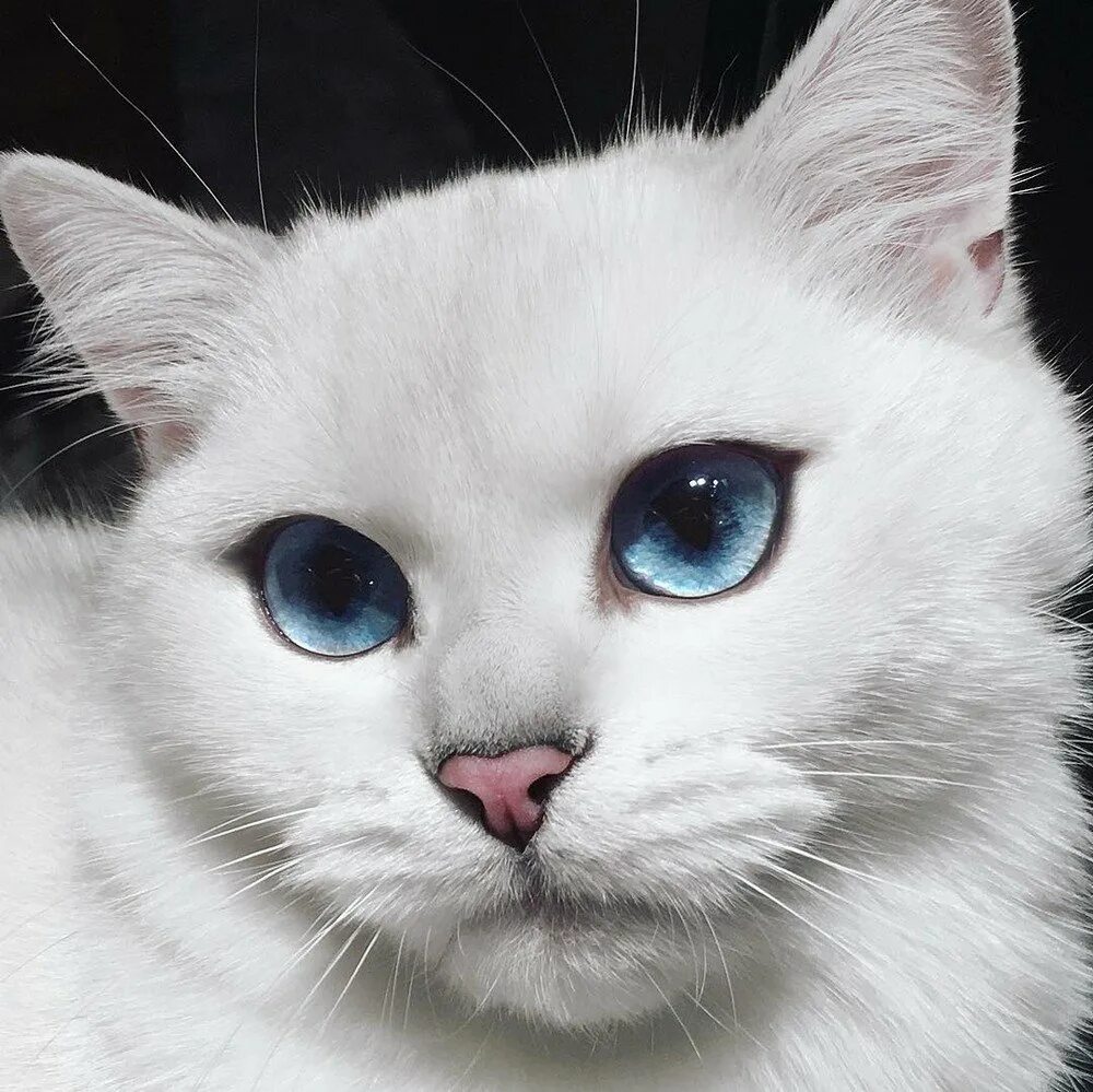 Фото на аву кошки. Кот Коби. Кот Коби с голубыми глазами. Кошка с красивыми глазами. Красивая кошка с голубыми глазами.