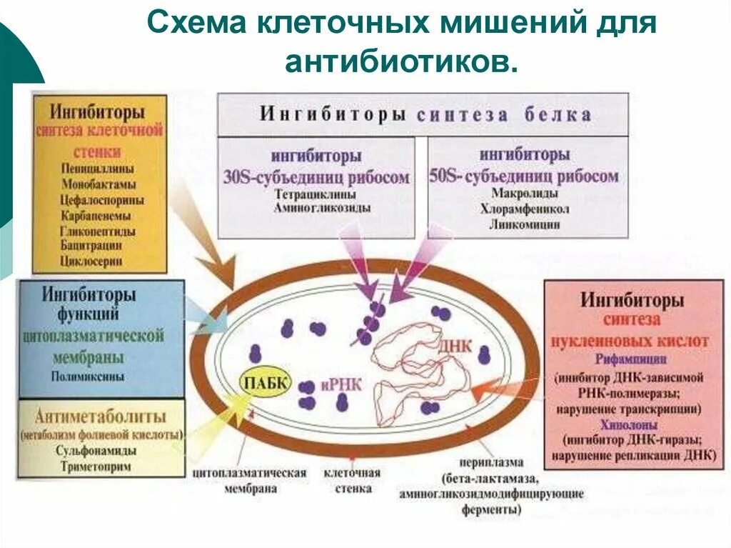 Группы антибиотиков механизм действия. Мишени для антибиотиков в бактериальной клетке. Мишень действия антибиотиков схема. Структуры мишени бактериальной клетки для антибиотиков.