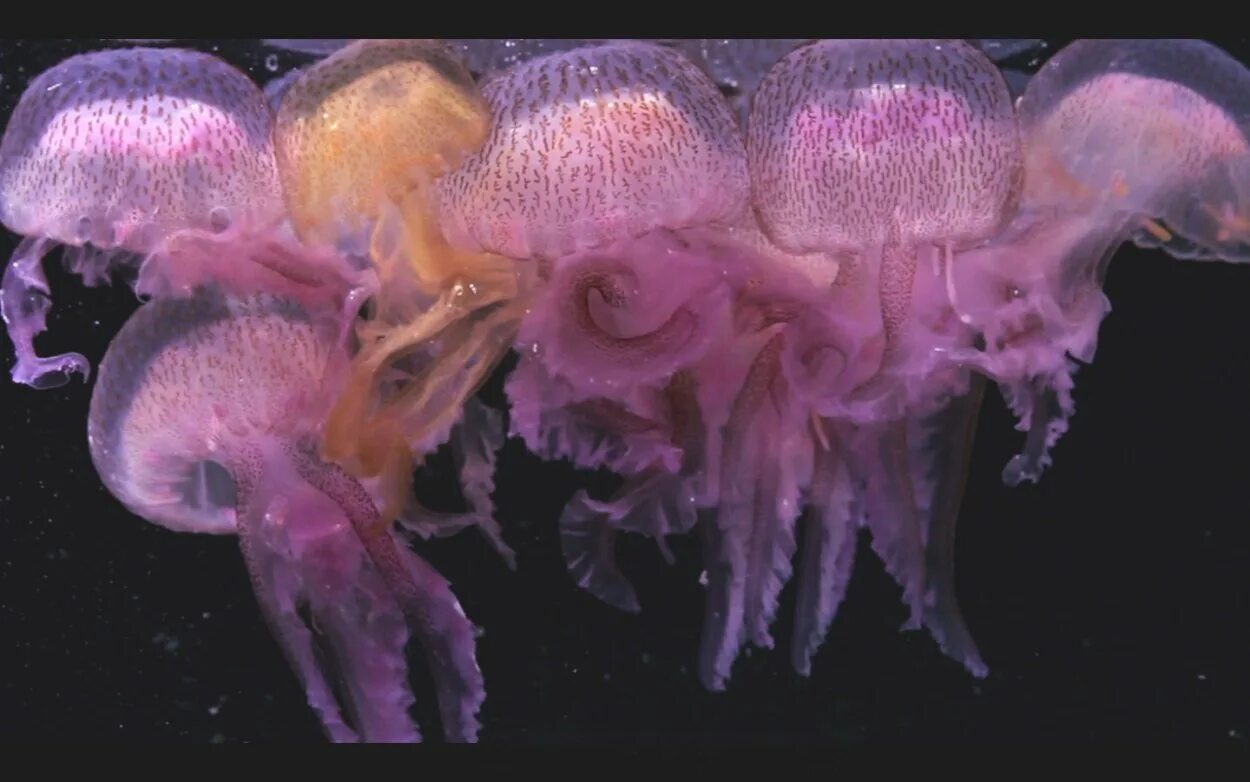 Море медуза аурелия. Aurelia aurita сцифистома. Сцифоидные полипы. Медуза (биология). Сцифоидные полипы.
