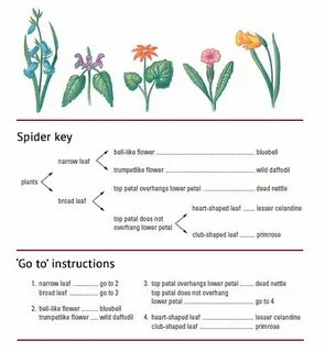 Key plant