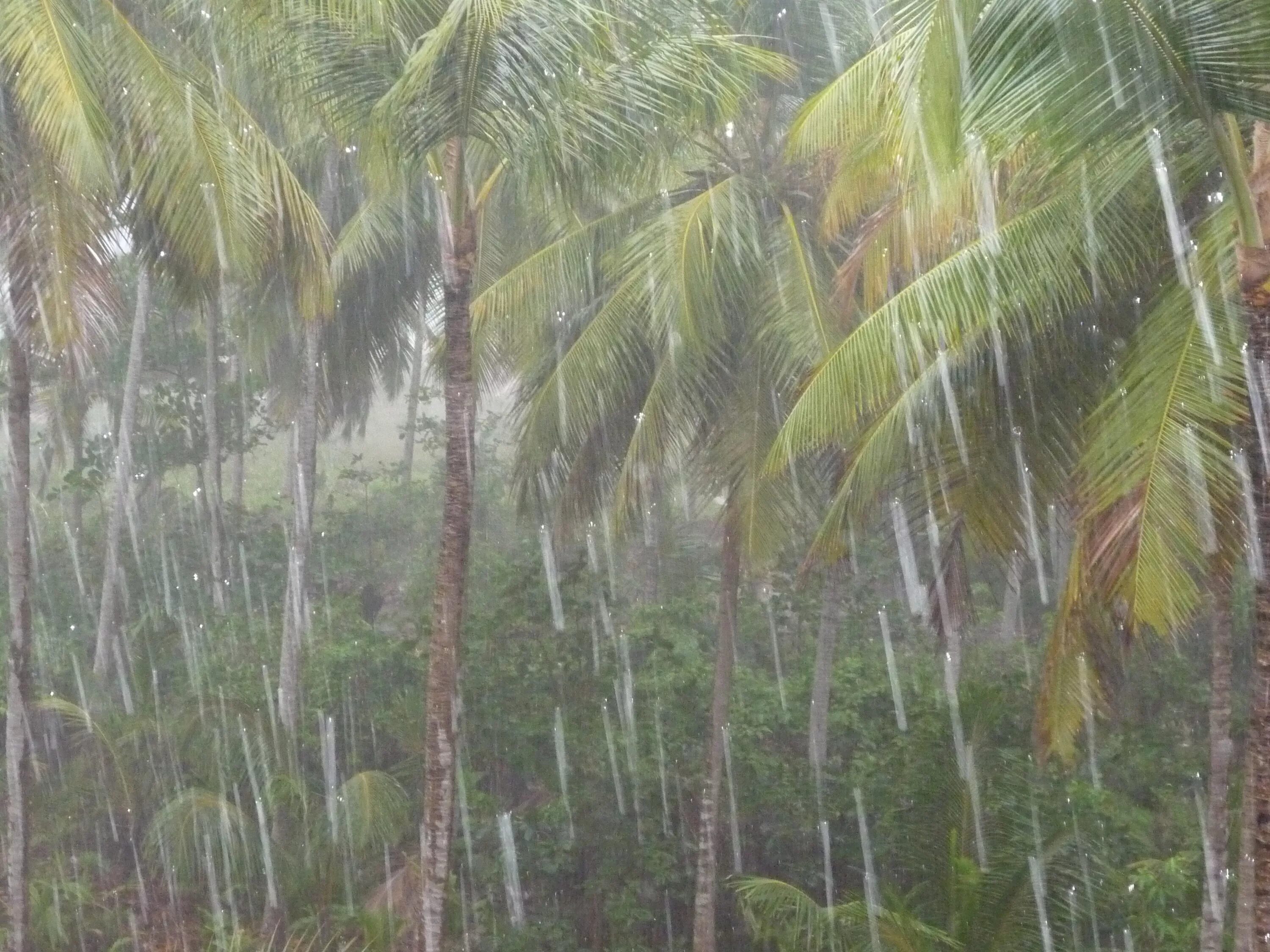 Тропический дождь. Тропический дождь. Ливень в тропиках. Тропический ливень. Тропический дождь.