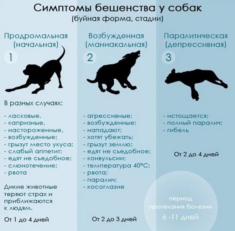 От бешенства умирают кошки. Профилактика бешенства. От бешенства умирают кошки. Признаки бешенства у кошек. Мужик помирает от бешенства.