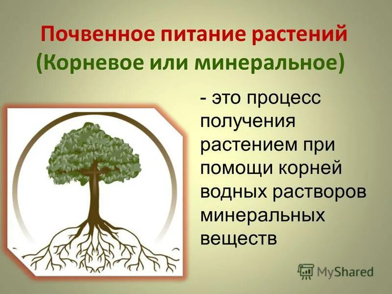 Минеральное и Корневое питание растений. Почвенное питание растений. Питание растений корни. Минеральное почвенное питание растений.