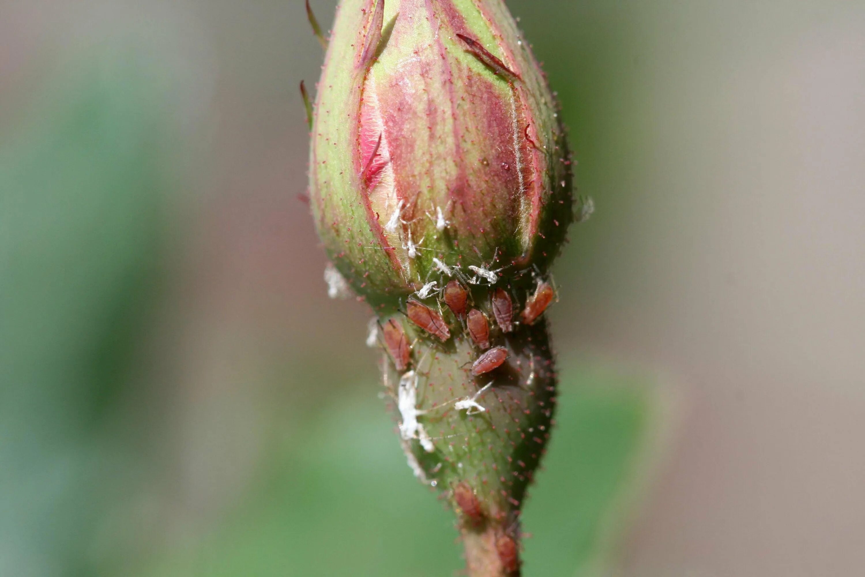 У лилии чернеют бутоны. Macrosiphum Rosae. Эхеверия паутинный клещ. Розанная тля. Зеленая розанная тля.
