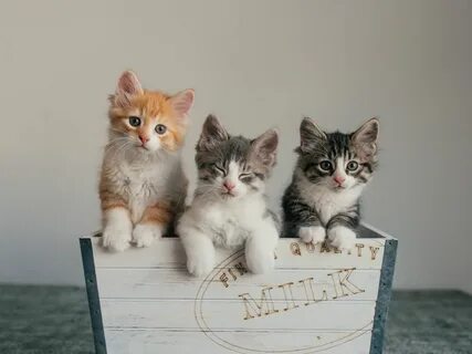 Котики 2022