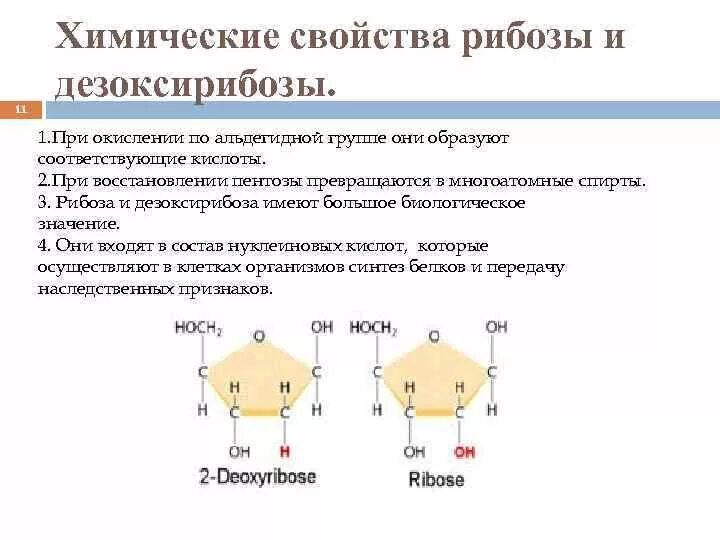 Рибоза свойства