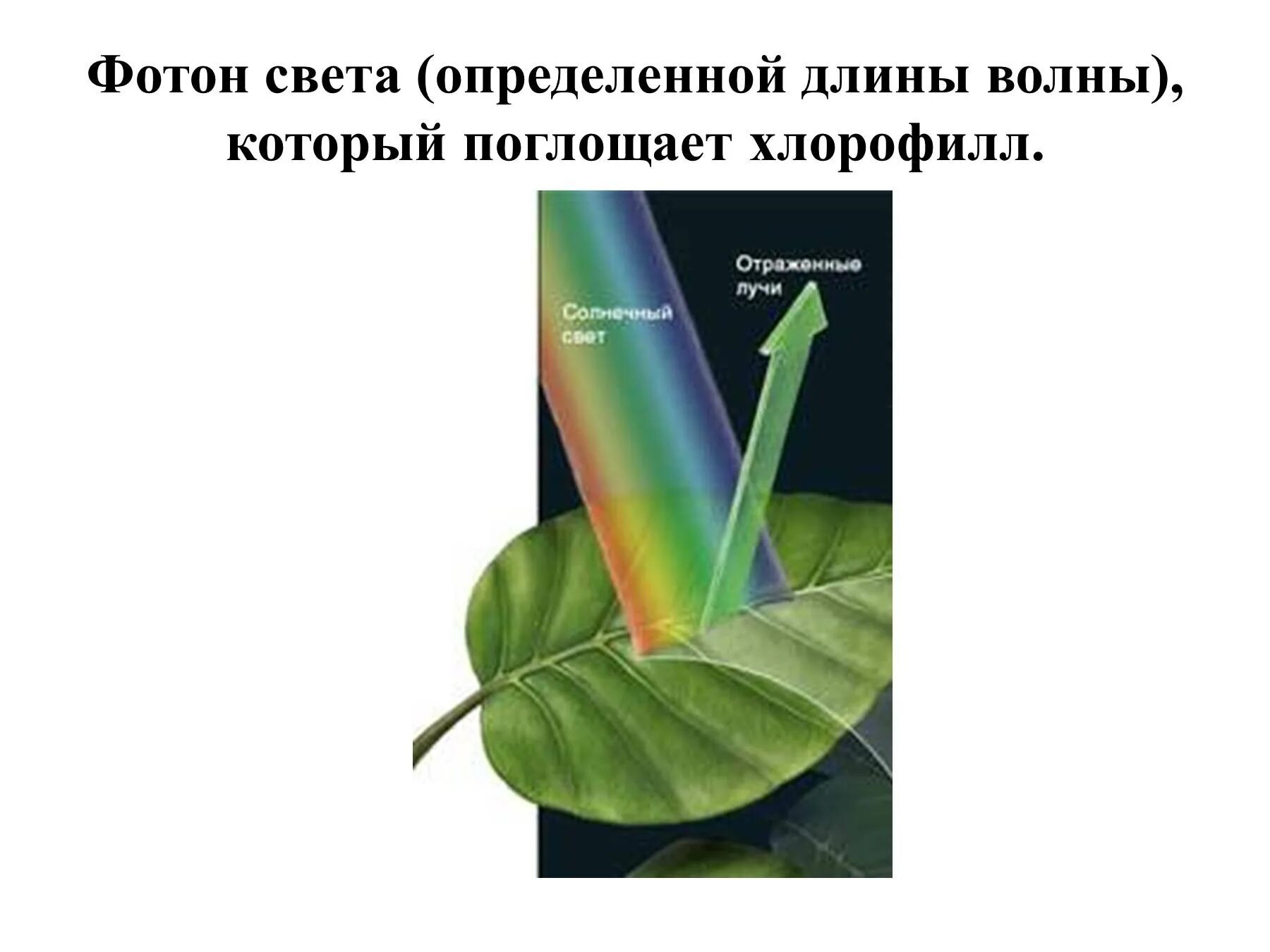 С помощью которых они поглощают