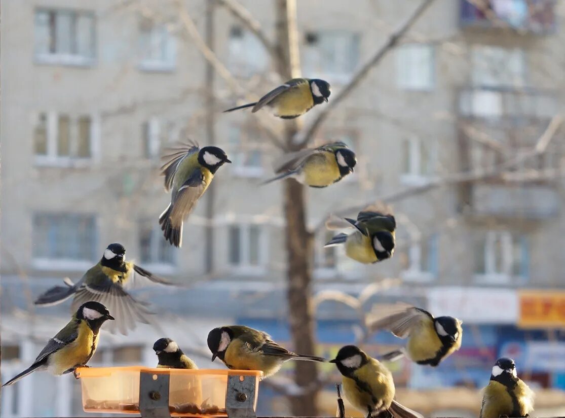 Ночная жизнь птиц. Синица лазоревка кормушка. Птицы зимой в городе. Птицы в городе. Синица в городе.