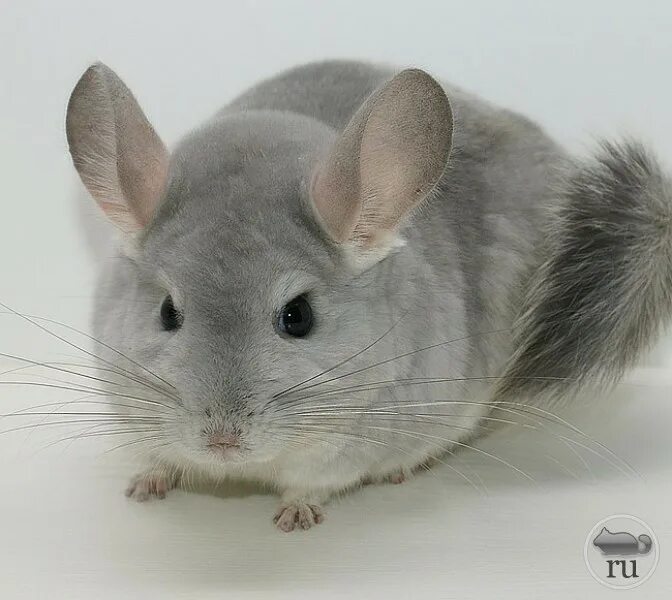 шиншилла бело серая. малая длиннохвостая шиншилла. шиншилла коричневая. шиншилла короткохвостая серая. карликовая шиншилла.