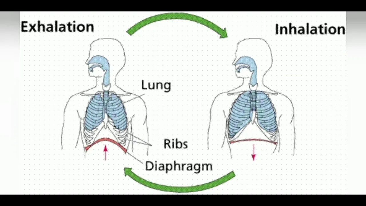 Дыхание л мин. Lung inhalation. Техника дыхания. The breathing process. The breathing process группа.
