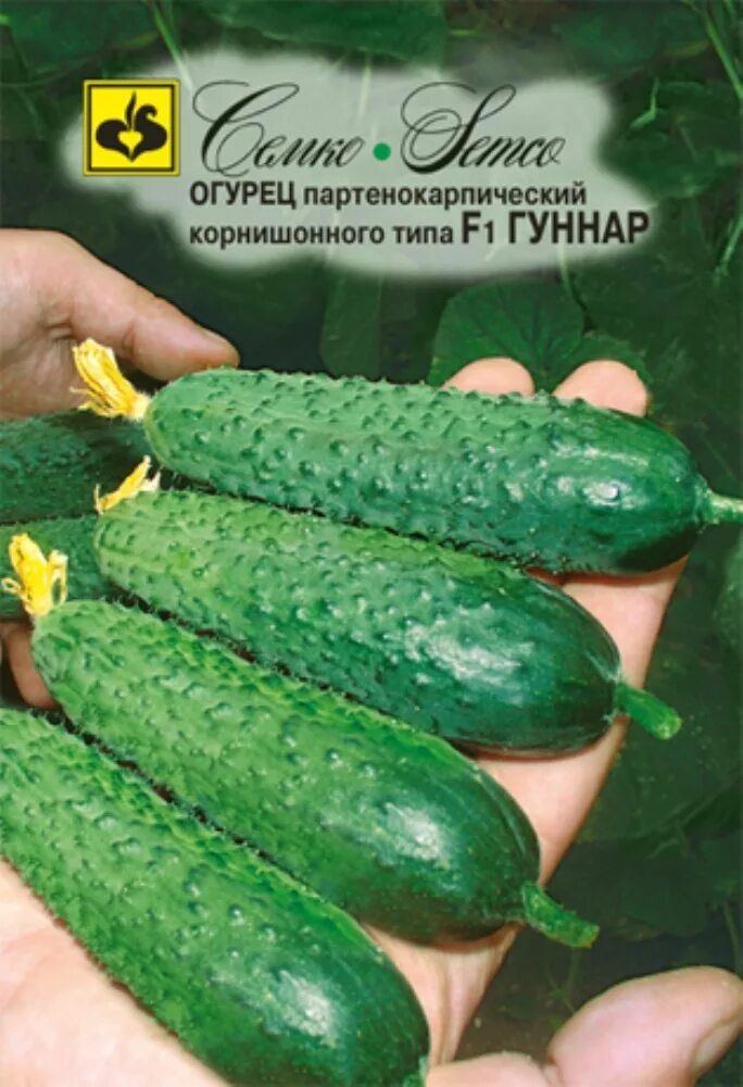 Гуннар сорт огурцов. Огурец гуннар f1 партнер. семена огурцов гуннар f1. семена огурец гуннар f1 5шт. партнер. семена огурцов фирмы семко.