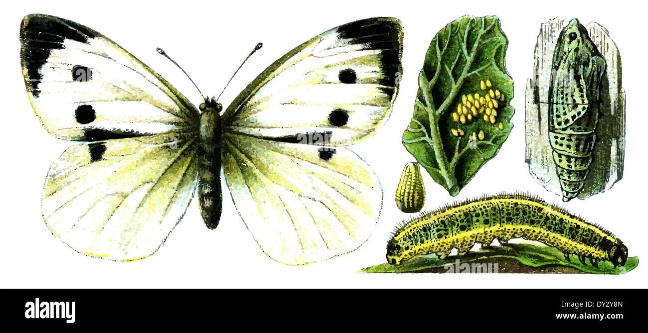 Капустная белянка цикл. Белянка капустница самка. Бабочка Белянка капустница. Гусеница бабочки капустницы. Капустная Белянка.