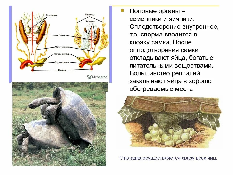 Оплодотворение у пресмыкающихся происходит в воде. Оплодотворение у пресмыкающихся. внутреннее оплодотворение у пресмыкающихся. оплодотворение у пресмыкающихся наружное или внутреннее. размножение пресмыкающихся рептилий.