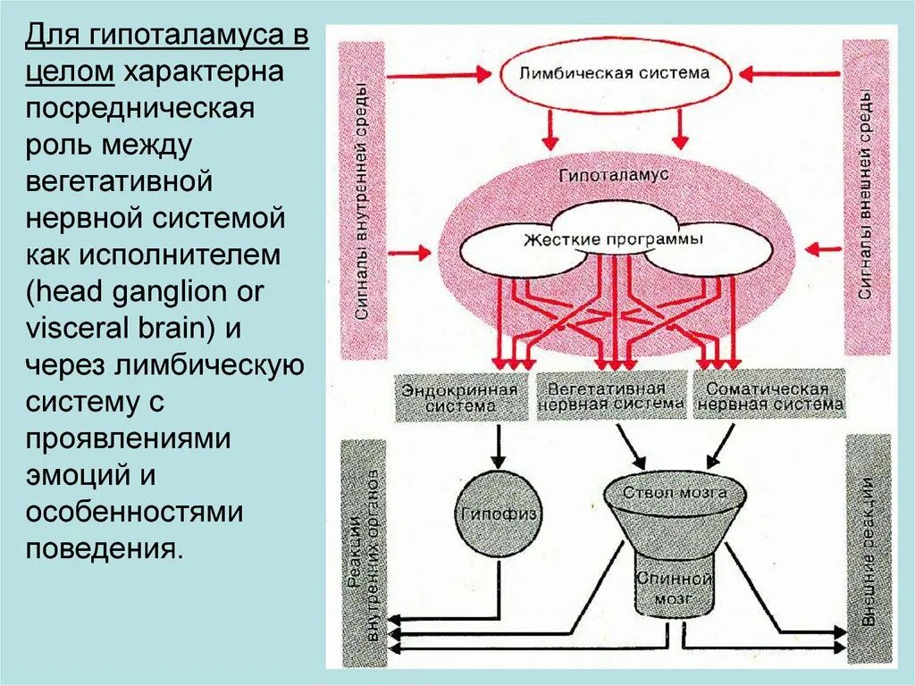 Нервная регуляция вегетативной системы функции. Лимбическая система высший центр регуляции ВНС. Регуляция вегетативной нервной системой гипоталамусом схема. Гипоталамус и вегетативная нервная система. Роль гипоталамуса в регуляции эмоций.