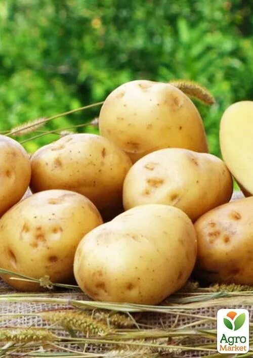 Семенной картофель Ривьера. Картофель семенной ранний Ривьера. Ультраранние семенной картофель. Пасевной картофельь Ревера.