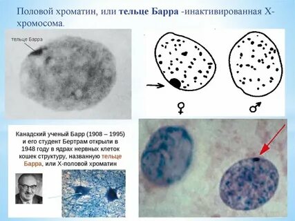 В ядре соматических клеток человека