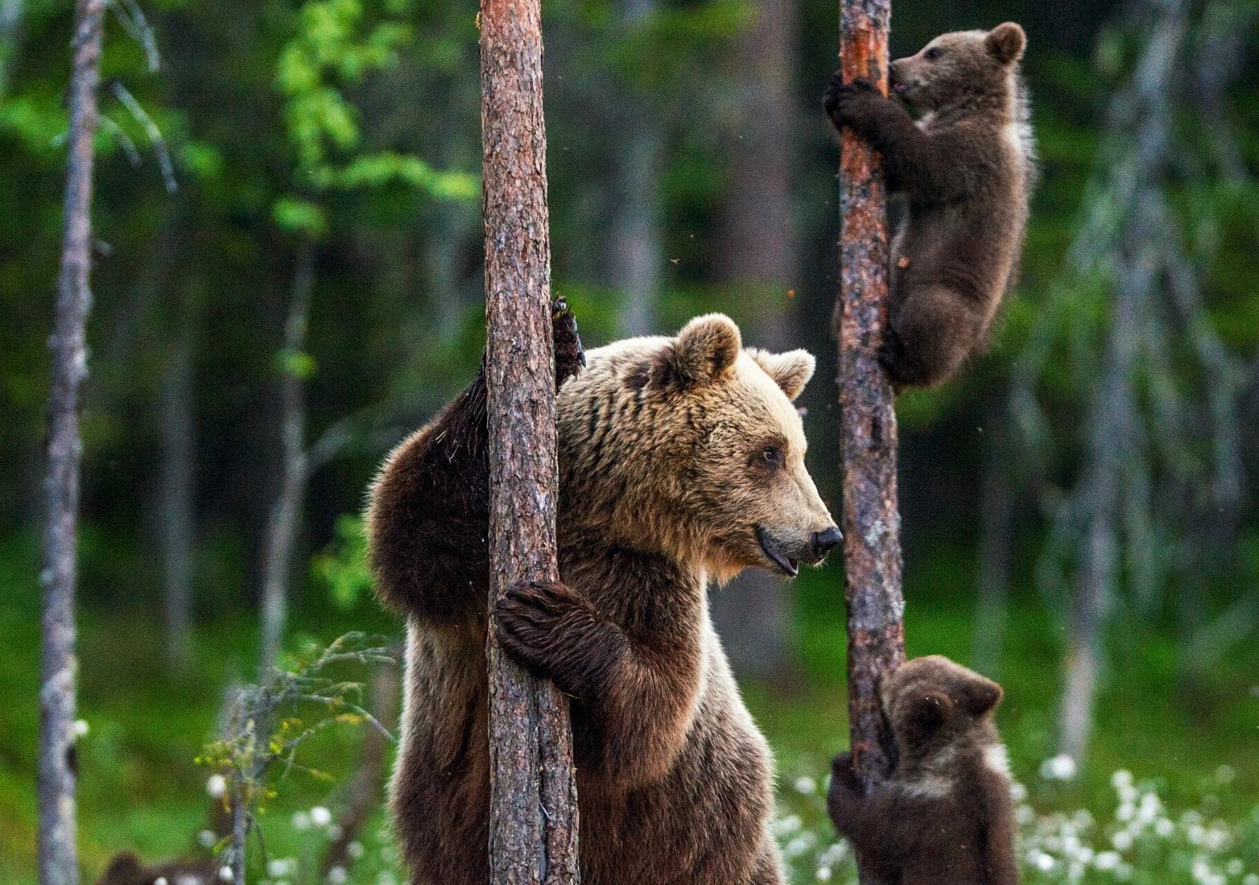 Медвежонок на дереве. Медведь на дереве. Медвежонок карабкается. Медведь карабкается на дерево. Медведь умеет читать