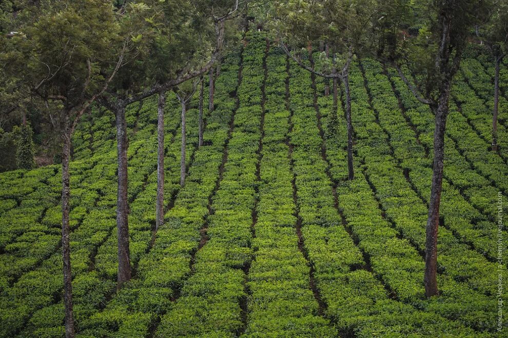 Виды плантаций. Плантации Муннара. Плантации чайные плантации Индии. Плантации эвкалипта в Бразилии. Чайные плантации в Индии.