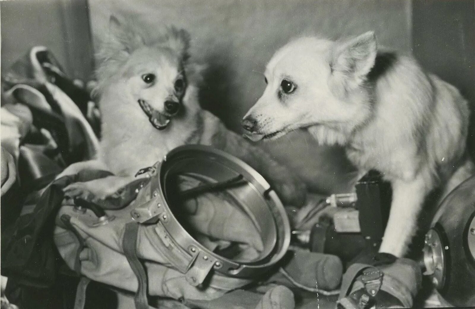 Какие собаки были в космосе первыми. Белка и стрелка полёт в космос 1958. Белка и стрелка собаки космонавты. Дезик и лиса собаки космонавты. Собаки космонавты дезик и цыган.