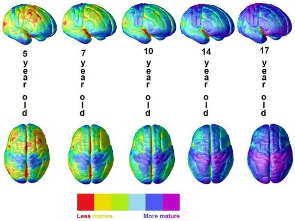 Развитие мозга возраст. Этапы созревания головного мозга. Этапы формирования мозга ребенка. Этапы созревания мозга по возрастам. Мозг ребенка в 7 лет.