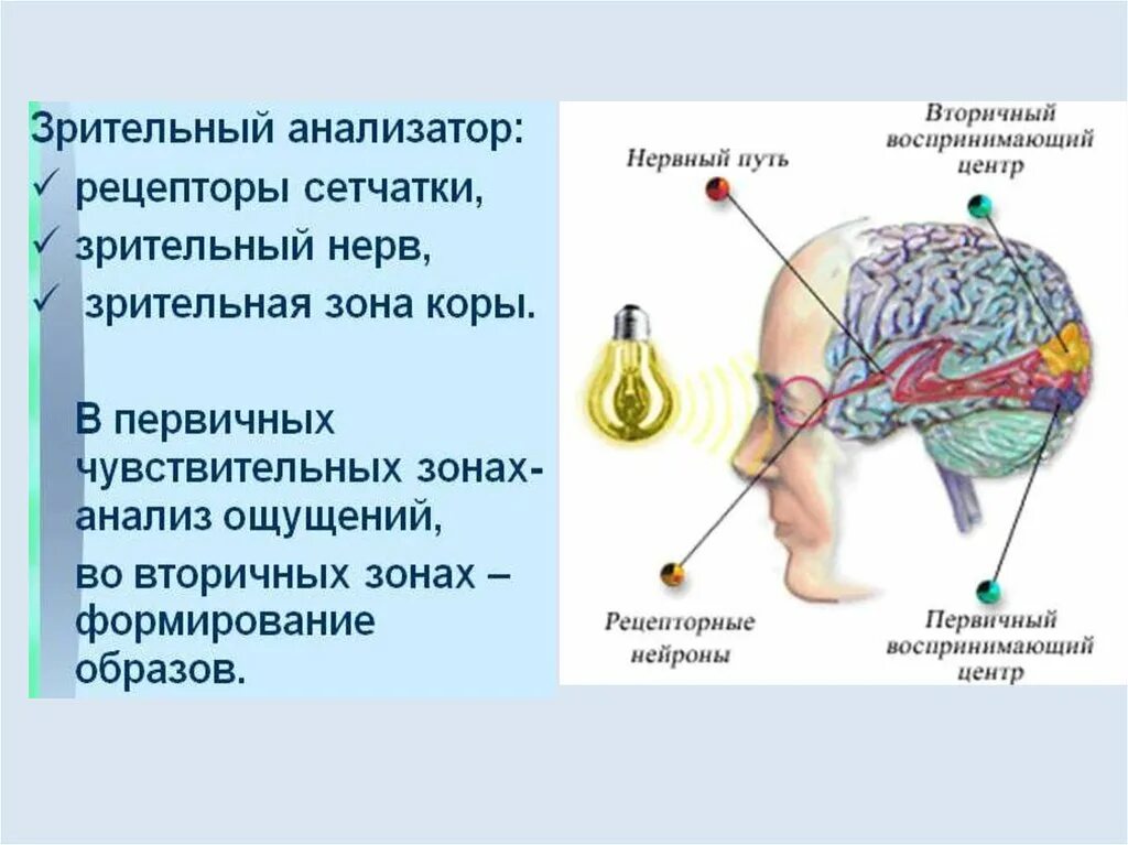 Что такое зрительный анализатор. Строение зрительного анализатора. Зрительный анализатор состоит из. АНАЛИЗАТОРЫЗРИТЕЛЬНЫЙ. Рецепторы зрительного анализатора.