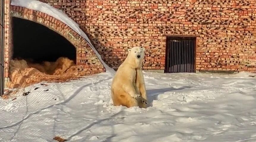 Животные зоопарка. Белый медведь. Медведь в зоопарке. Белый медведь в зоопарке.