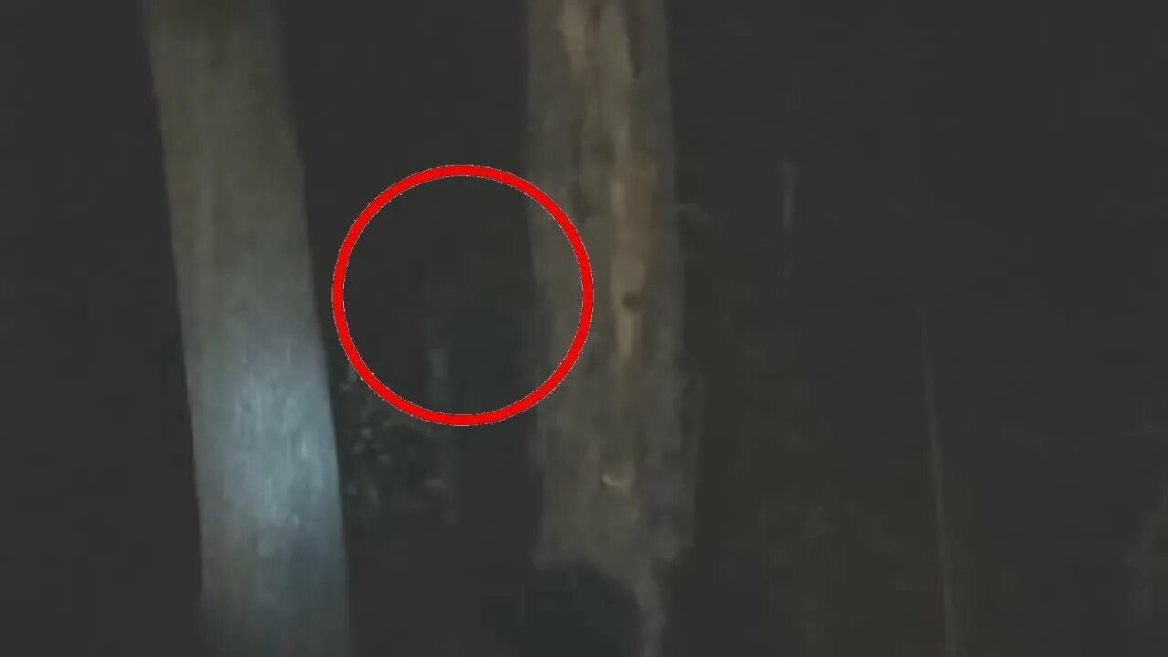 Ужасные существа австралии. Снять тварь. Мистические существа в реальной жизни. Жуткие вещи заснятые на камеру. Мистические существа в реальной жизни.