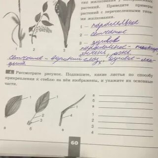 Используя рисунки параграфа