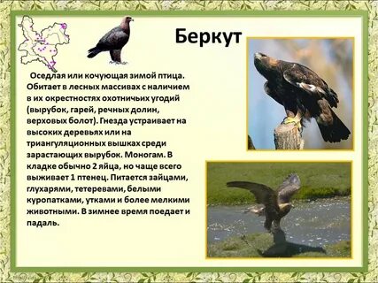 Где обитает беркут