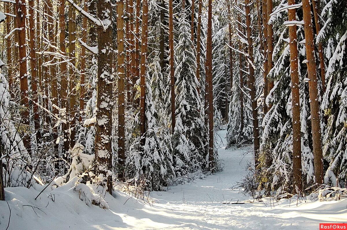 Зимний лес зимой. Зимний лес. Зимний еловый лес. Русский лес зимой. Хвойный лес зимой.